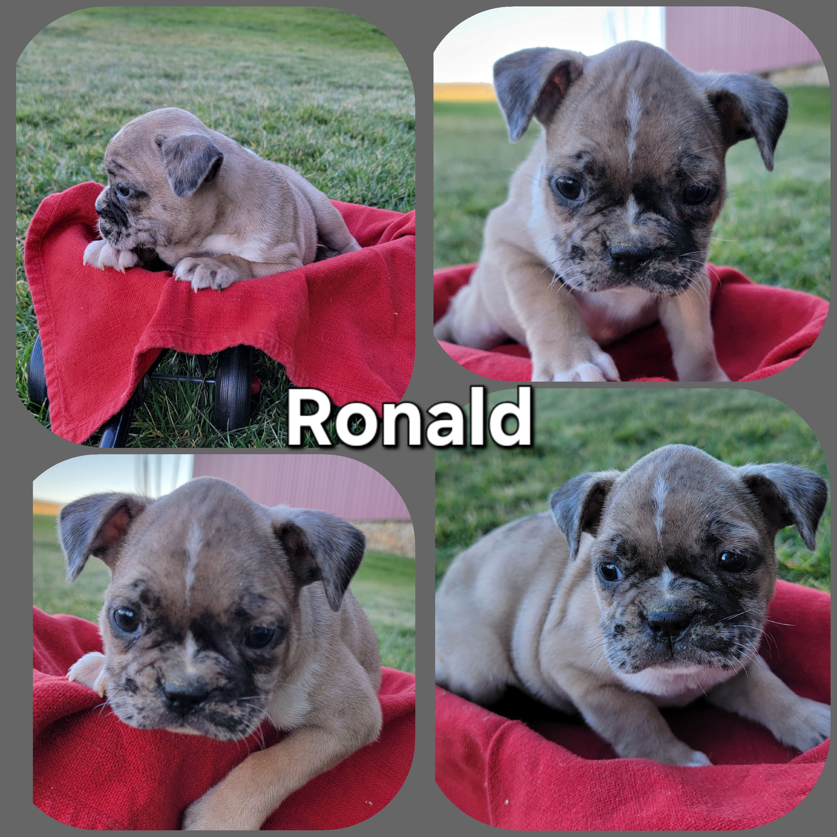 puppy, for, sale, French Tons, Loren & Elaine  Nolt, dog, breeder, East Earl, PA, dog-breeder, puppy-for-sale, forsale, nearby, find, puppyfind, locator, puppylocator, aca